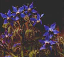 Foto Borretsch, weiter zu Seite Borretsch und Petersilie