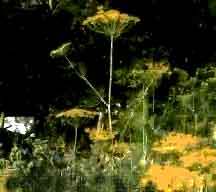 Foto Dill, weiter zur Seite Dill und Schnittlauch